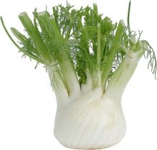 fennel